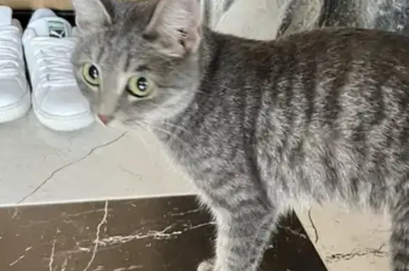 Потерянная кошка Маруся найдена в Екатеринбурге