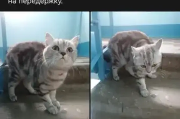 Найдена кошка на ул. Симферопольская, 23 в Подольске
