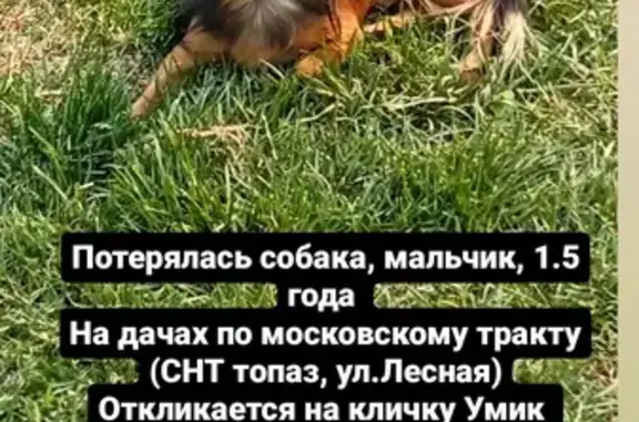 Пропала собака на улице Бурлаки, Московский район