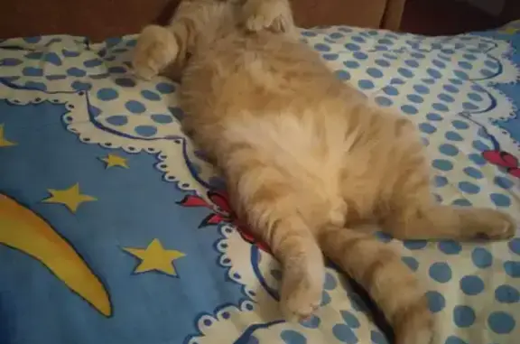 Кошки потеряшки, Нефтекумск, фото: Потеряшка кошка Гром, Нефтекумск, 11.