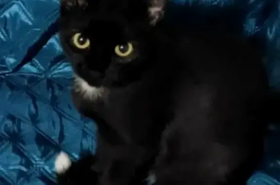 Пропала черная кошка с Большого Афанасово, в голубом ошейнике.