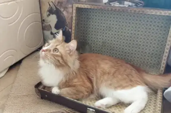 Кошки потеряшки, Киров, фото: Потеряшка кошка Локи, Менделеева 11, Киров.