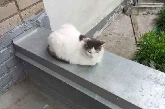 Кошка найдена на Ленинградском проспекте, 77 в Ярославле