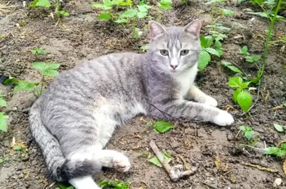 Кошка с улицы Анвара Гатауллина, 23, Пермь, нуждается в помощи