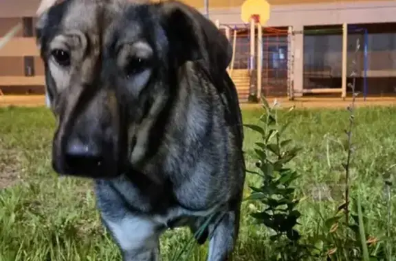 Собаки потеряшки, Санкт-Петербург, фото: Потеряшка собака на улицах СПб: метис-девочка, серо-коричневого окраса.