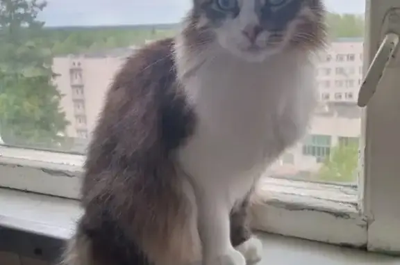 Кошки потеряшки, Ижевск, фото: Потеряшка кошка на Майской улице, Ижевск