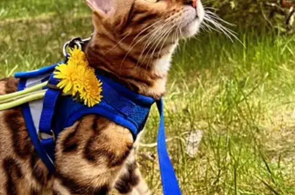 Кошки потеряшки, Санкт-Петербург, фото: Потеряшка кошка в Петергофе, СПб