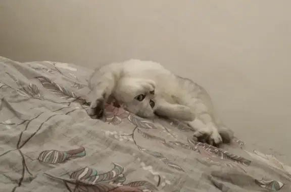 Кошки потеряшки, Киров, фото: Потеряшка кошка на Спортивной, ул. Киров, 4