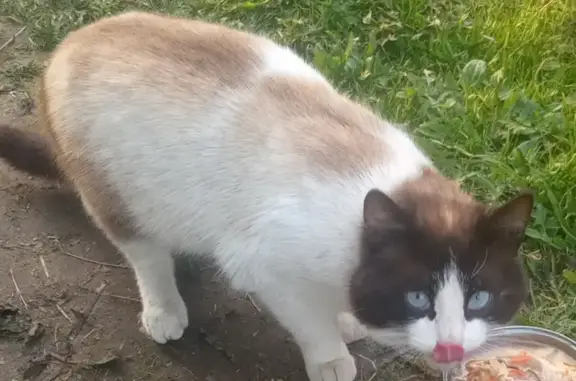 Найден сиамский кот на улице Революции