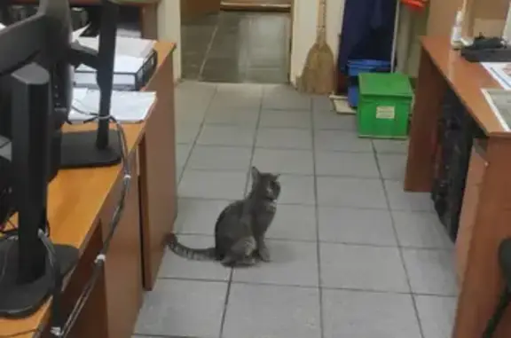 Пропал кот с синим ошейником на 4-й Магистральной, Москва