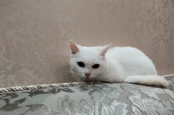 Найдена белая кошка с желто-зелеными глазами в Воронеже