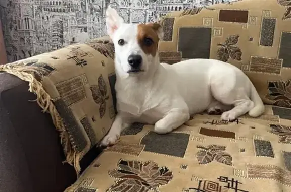 Собаки потеряшки, Балезино, фото: Потеряшка собака на Северной улице, Балезино