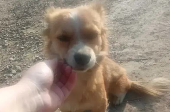 Собака рыже-белого окраса найдена в Рейнике, Саратовская область