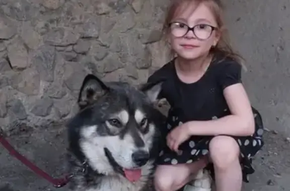 Найдена собака породы маламуд-хаски на пр. Ленина, Екатеринбург