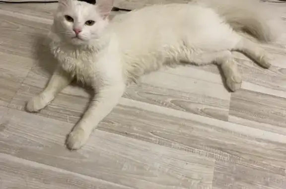 Найдена кошка на улице Сары Садыковой, 3 в Казани