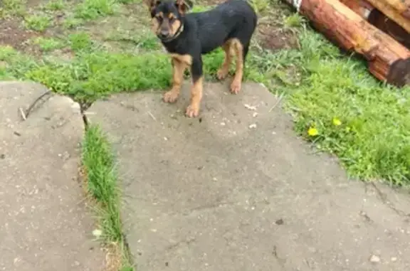 Найден щенок в Наро-Фоминском районе