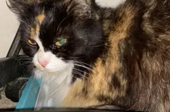 Найдена домашняя кошка на Пловдивской улице