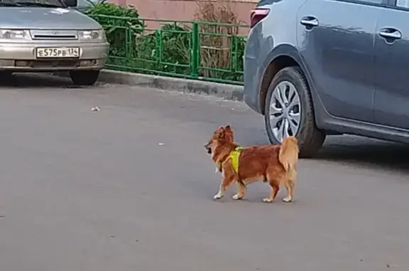 Собака ищет хозяина на ул. Героев Тулы, 13 (Волгоград)