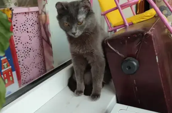 Пропала кошка на 3-й Любинской, Омск