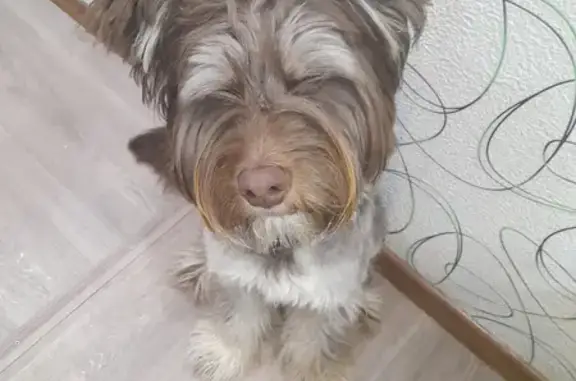 Пропала крупная собака на Магистральной улице, Новотроицк