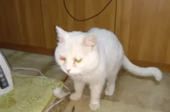 Пропал белый кот в Калаче-на-Дону