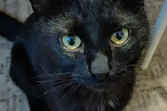 Найден чёрный кот на Героев Североморцев, 17 к2, Мурманск.