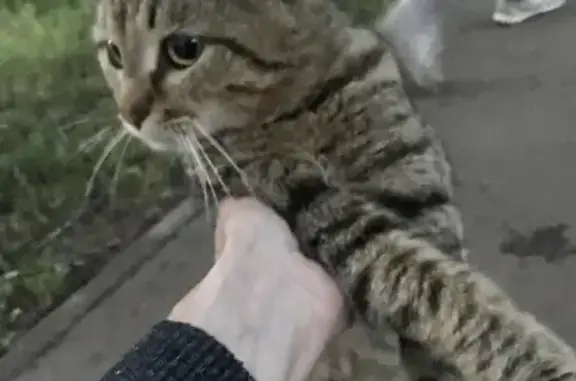 Найдена кошка в Пос. Герцено, Одинцовский р-н
