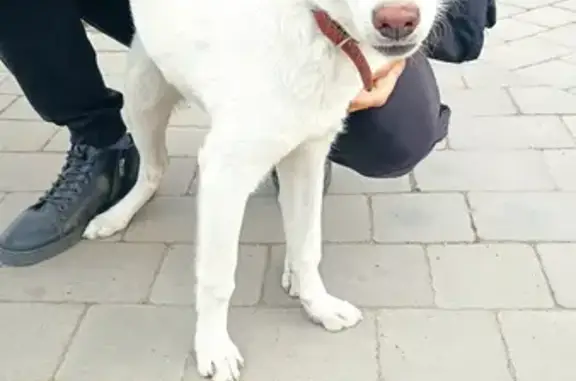 Собака найдена на Красном проспекте, 34 в Новосибирске