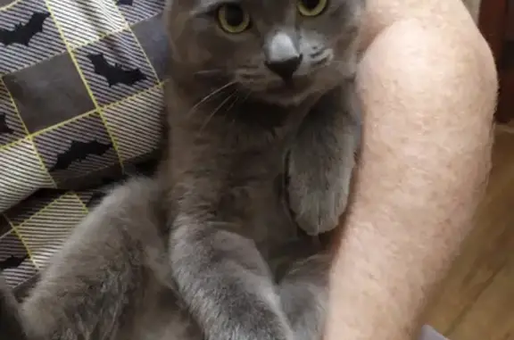 Объявления о пропавших и найденных животных, Ярославль, фото: Пропал серый кот на ул. Кривова, Ярославль 🆘🐱🙏