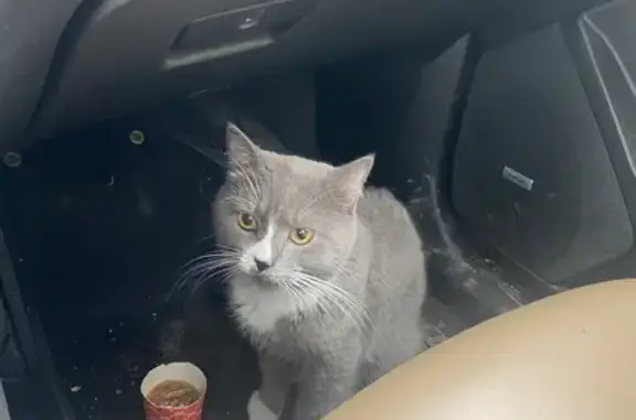Пропала кошка на Верхнепосадском шоссе
