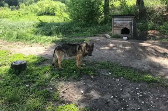 Собаки потеряшки, Нижний Новгород, фото: Потеряшка собака Кобель, чепрачный окрас, 5 км от Н. Новгорода