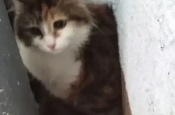 Найдена домашняя кошка в Заозёрске