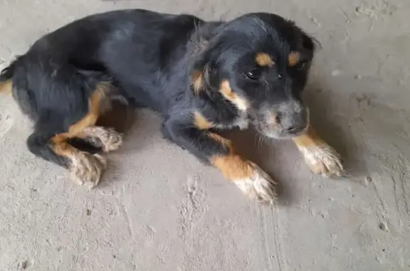 Собака найдена в Астрахани, Маленькая и ласковая