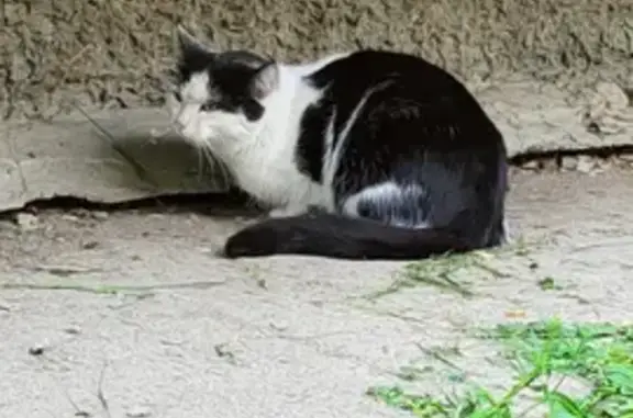 Найдена черно-белая кошка на Львовском бульваре, Ульяновск
