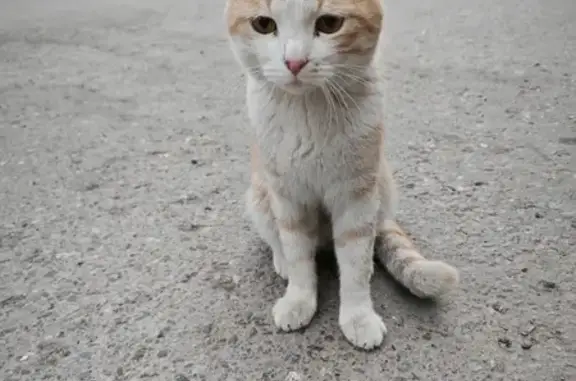Пропала кошка Котик на улице Шестакова, 6