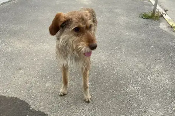 Пропала собака Мальта в Шолоховском, Ростовская область