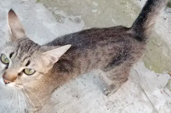 Найдена кошка на Лесной улице в Ростове