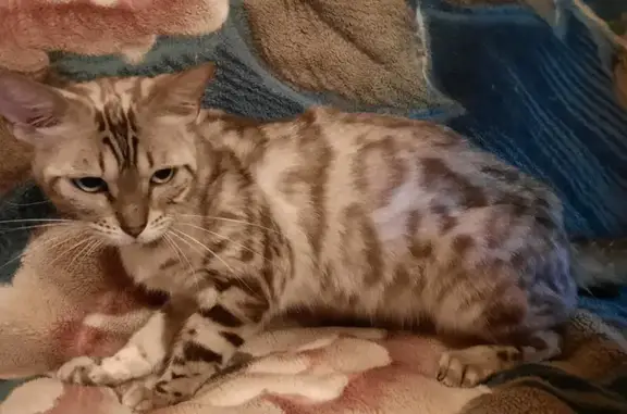 Найдена бенгальская кошка в Акишево, Московская область