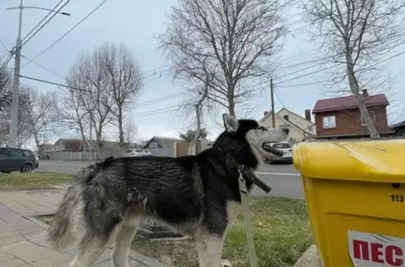 Пропала собака на Парусной улице, Краснодар