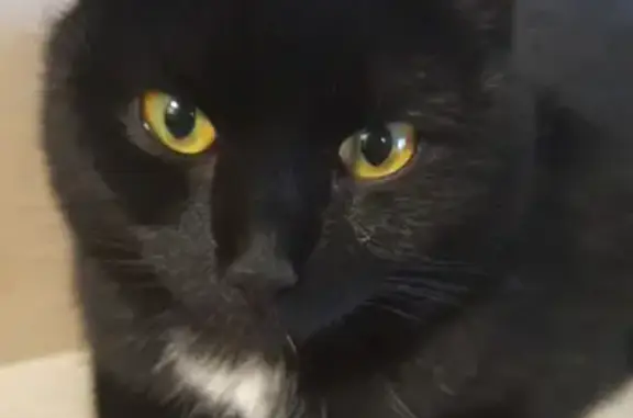 Пропала черная кошка на Фабричной, 29