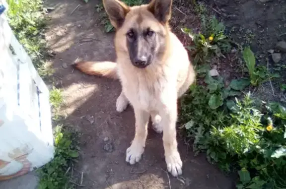Пропала собака во Владивостоке, ищут свидетелей