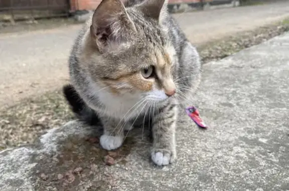 Найдена худая кошка возле подъезда на Энергетиков 4 в Зеленогорске, Красноярский край
