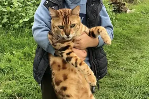Кошки потеряшки, Санкт-Петербург, фото: Потеряшка кот Бенгал на пр. Солидарности 10-1, вознаграждение