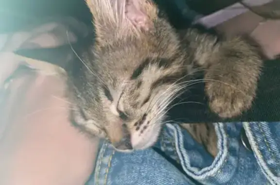 Кошки потеряшки, Киров, фото: Потеряшка котенок Фома на ул. Чернышевского, Киров