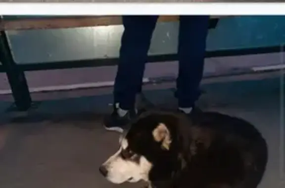 Собака найдена в Малом Толбино СНТ Лучинское