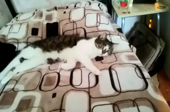 Кошки потеряшки, Ярославль, фото: Потеряшка кошка во Фрунзенском районе, Дядковский пр-д 1-4, Дядьковская ул.