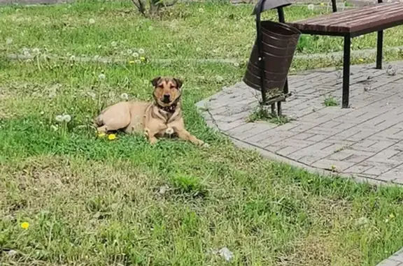 Собака найдена на улице Коммунаров, 101 в Ельце.