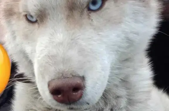 Пропала собака в Забайкальском крае, нужна помощь!