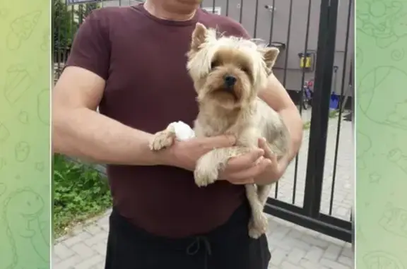 Собака найдена на Поселковой, Калининград