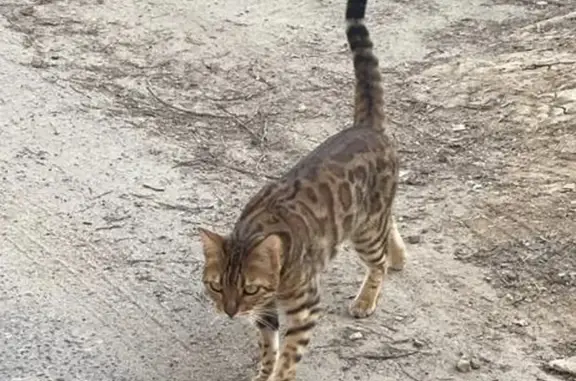 Пропала кошка на улице Полянка, 7 в Домодедово